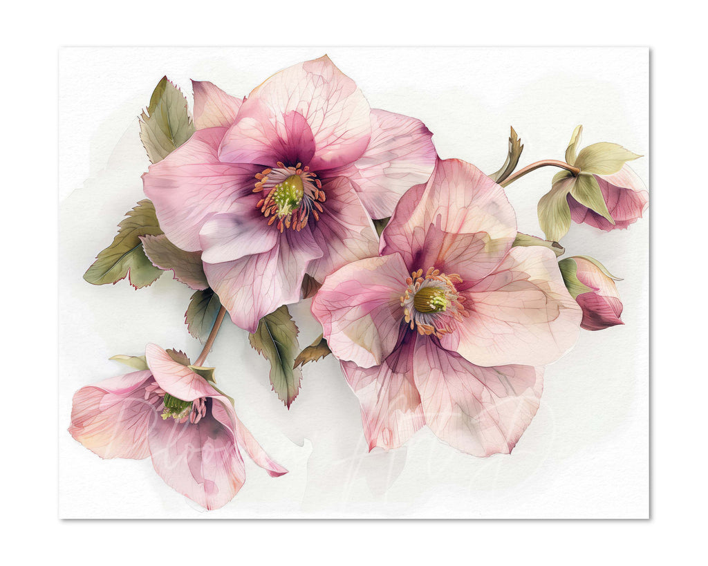 Floral Art Paper Print, Hellebore